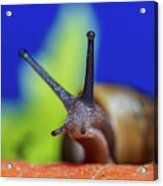 Macro Photography - Snail Acrylic Print