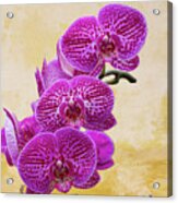 Magenta Moth Orchids Acrylic Print