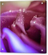 Magenta Rose Macro Acrylic Print