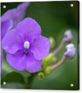 Magnificent Brunfelsia Flower Acrylic Print