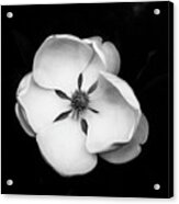 Magnolia Blossom 2 Square Acrylic Print