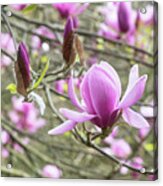 Magnolia Eleanor May Tree Flower In Spring Acrylic Print