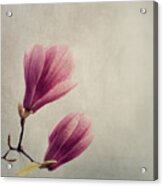 Magnolia Flower On Art Texture Acrylic Print