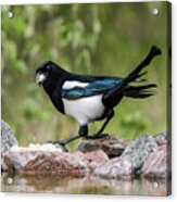 Magpie In Profile Eating Cheese On The Rocks At The Pond Acrylic Print