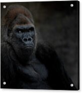 Majestic Gorilla Acrylic Print