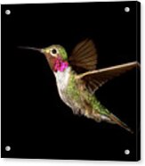 Male Broad-tailed Hummingbird Acrylic Print