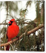 Male Cardinal Acrylic Print