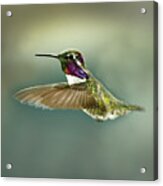 Male Costa's Hummingbird Hovering Acrylic Print