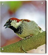 Male House Sparrow In Cranky Mode Acrylic Print