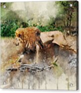 Male Lion Acrylic Print
