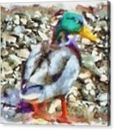 Male Mallard Duck Acrylic Print