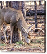 Male Mule Deer, Coconino National Forest Acrylic Print