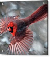 Male Northern Cardinal In A Snow Storm Acrylic Print
