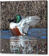Male Northern Shoveler Drying Off After Bathing Dwf0236 Acrylic Print