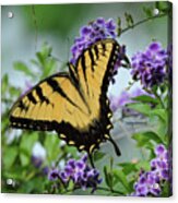 Male Tiger Swallowtail Acrylic Print