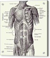 Male Upper Body Muscular System - Vintage Anatomy 2 Acrylic Print
