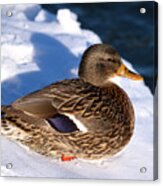 Mallard Duck On Snow Acrylic Print