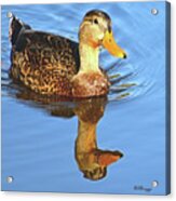 Mallard Duck Acrylic Print