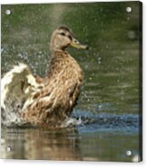 Mallard Hen Duck Splashing In Water Acrylic Print