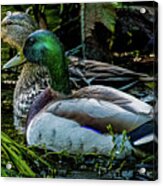 Mallard Pair Acrylic Print