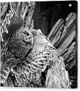 Mama Barred Owl - In Flight Acrylic Print