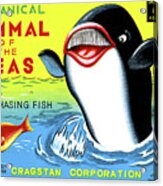 Mammal Of The Seas, Whale Chasing Fish Acrylic Print