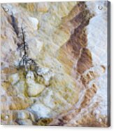 Lonely At Mammoth Hot Springs Acrylic Print