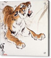 Manchurian Tiger Ii Acrylic Print