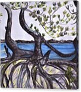 Mangroves Acrylic Print