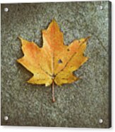 Maple Leaf On Stone Acrylic Print