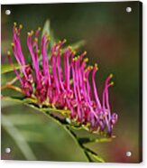 Marching On Pink Grevillea Flower Acrylic Print