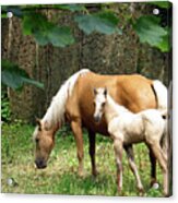 Mare And Foal, Westport House Acrylic Print