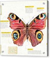 Mariposa Inachis Io Acrylic Print