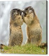 Marmots Nose To Nose Acrylic Print