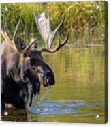 Massive Bull Moose Acrylic Print