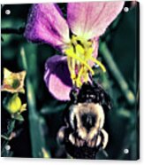 Meadow Bee-auty Acrylic Print