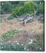 Meadow With Dead Oak And Datura Acrylic Print
