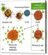Mechanisms Of Immune Defence Against Viruses, Illustration Acrylic Print