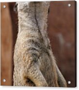 Meerkat Standing At Attention Acrylic Print