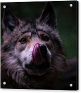 Mexican Grey Wolf 10 Acrylic Print