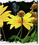Mexican Sunflower Acrylic Print