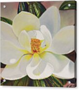 Mid-day Magnolia Acrylic Print