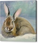 Mid-winter Bunny Acrylic Print