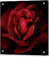 Midnight Rose Acrylic Print