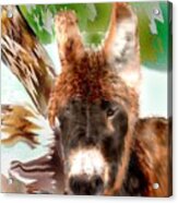 Miniature Donkey Acrylic Print