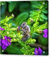 Mining Bee In Mexican Heather Acrylic Print