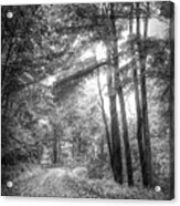 Misty Sunlight On The Trail Black And White Acrylic Print