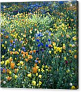 Mixed Colourful Wildflowers Acrylic Print