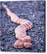 Mohave Rattlesnake-#7980 Acrylic Print