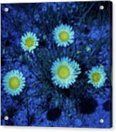 Mojave Flowers Acrylic Print